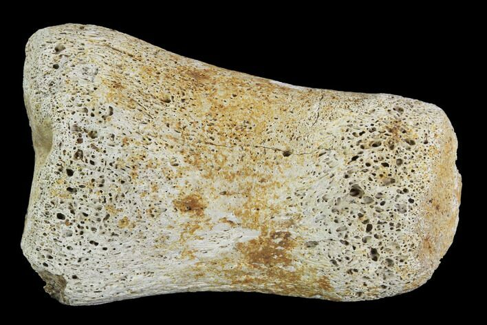 Bargain, Hadrosaur Finger Bone - Alberta (Disposition #-) #95178